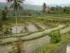 Bali- ryžové polia