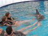 Bali- kúpanie s delfínmi