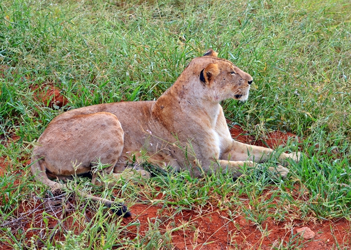 Safari v Tsavo East, Keňa